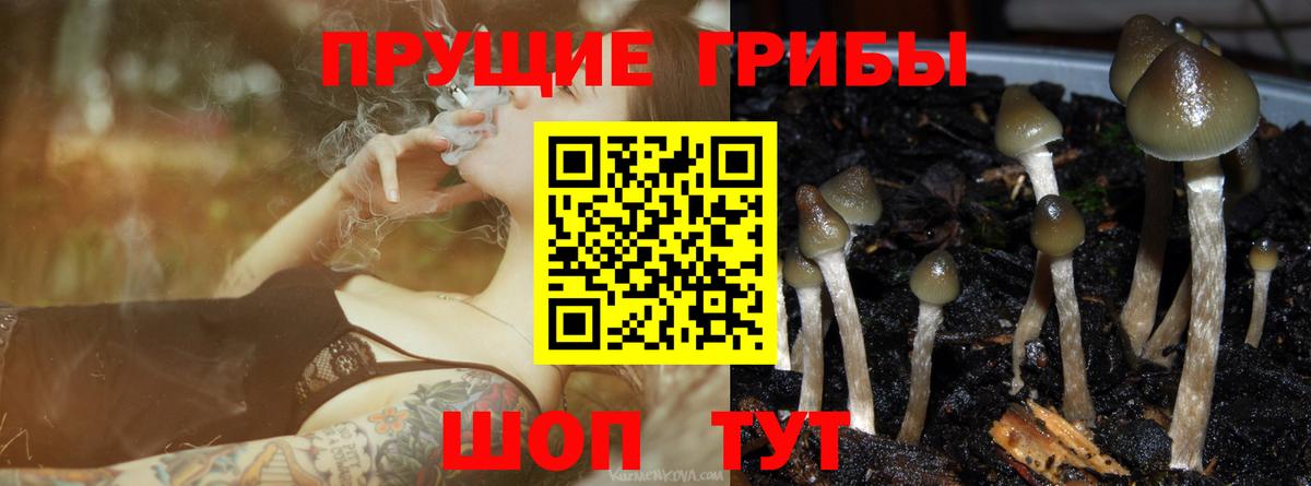 Псилоцибиновые грибы Psilocybe  Вход с VPN  Дубна  Галлюциногенные грибы прущие грибы 